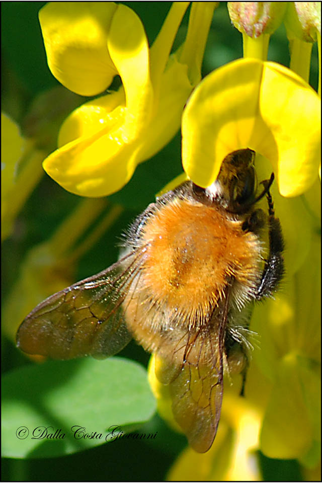 Bombus pascuorum (Apidae)